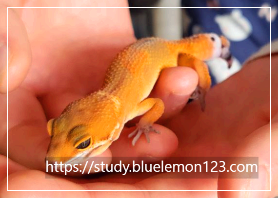 레오파드 게코 손 위에 올리는 법