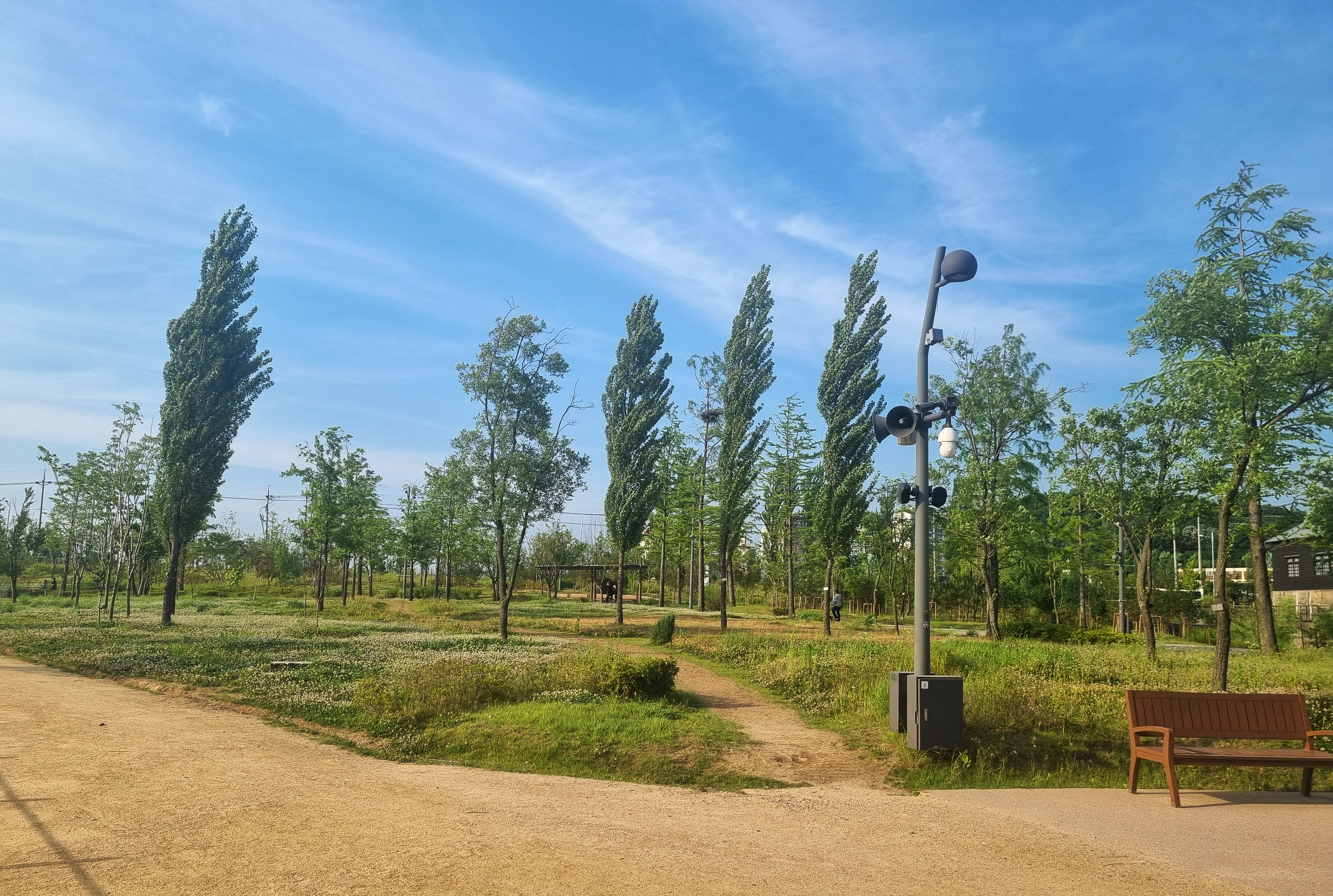 바람에 흔들리는 양버드나무