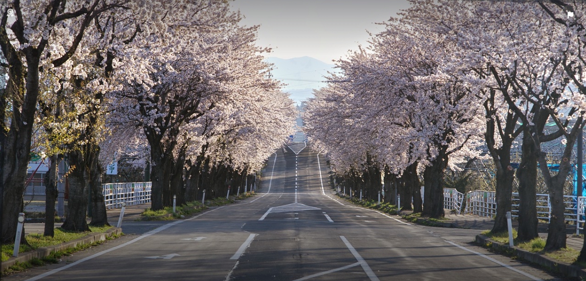 아름다운 벚꽃이 핀 도로 사진