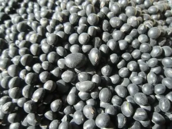 서리태 효능 먹는법 영양성분_27