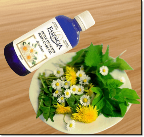 아줄렌 오일과 캐모마일 식물