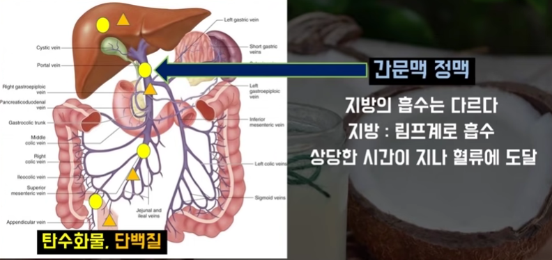MCT 오일이 다이어트와 건강에 좋은 이유 설명