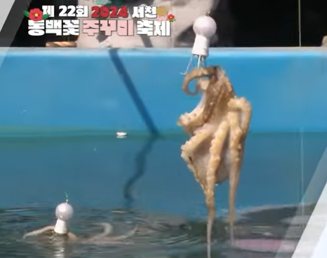 쭈꾸미 낚시 체험