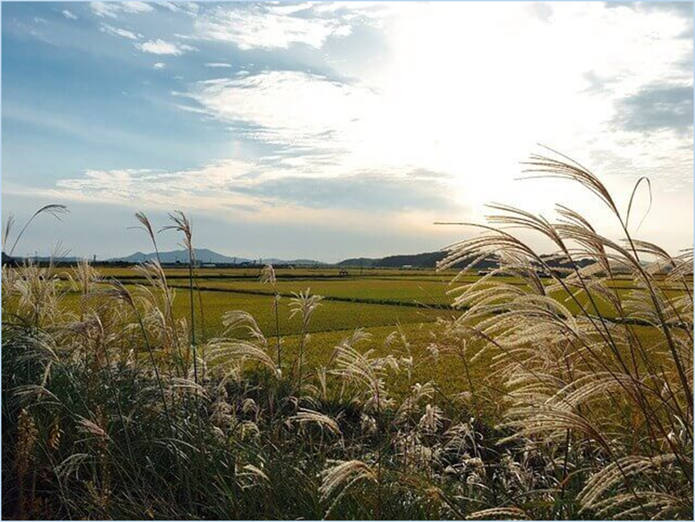 황매산-억새축제