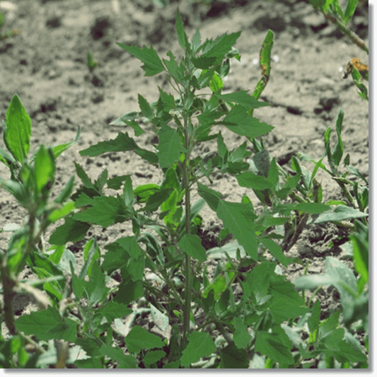 명아주 효능 및 영양성분 먹는 법과 주의점