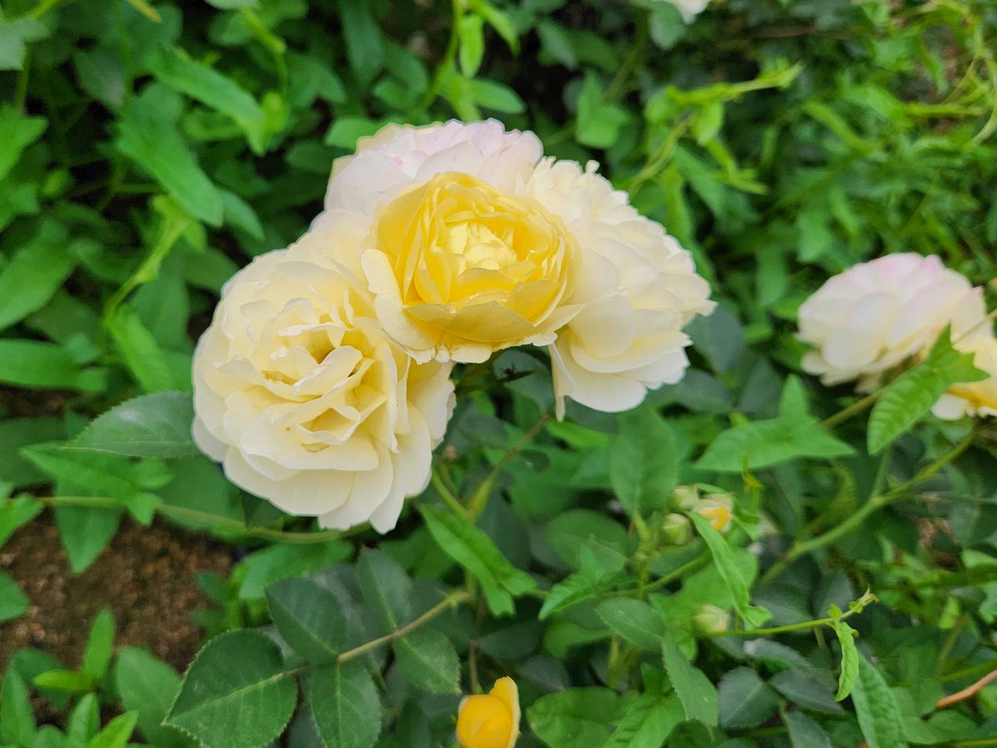 장미 골든보더 Golden Border