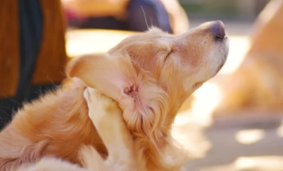 강아지 중이염/출처:어도비스톡
