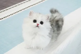 &amp;quot;고양이