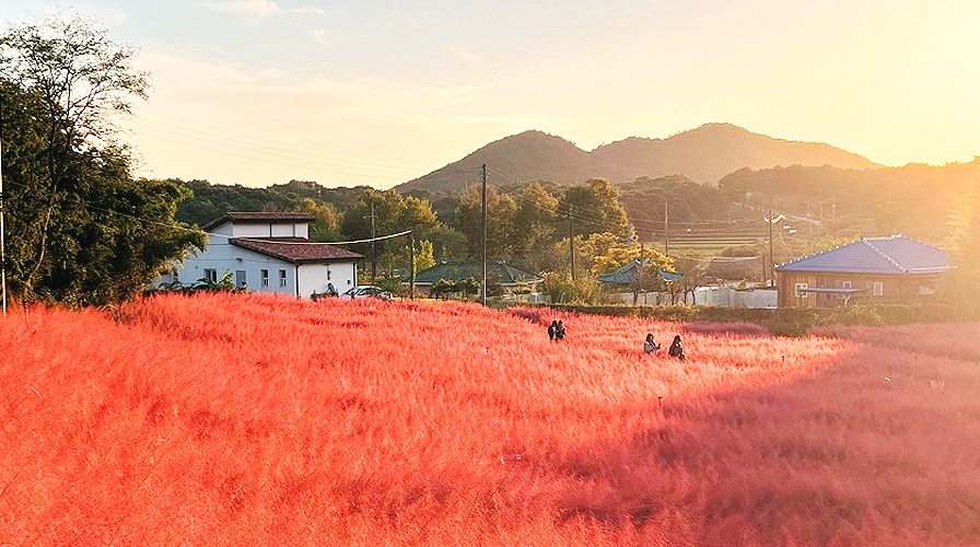 청농원 핑크뮬리