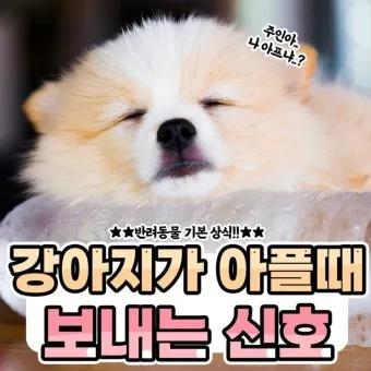 강아지 아플 때 증상 10가지 주의해야 할 건강 신호_17