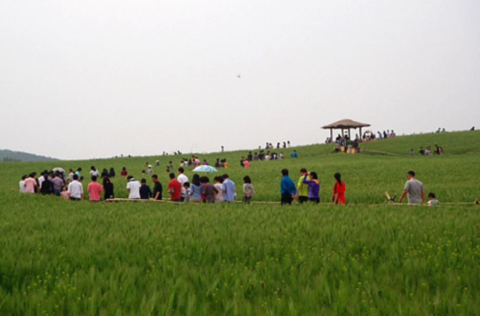 고창-청보리밭-축제