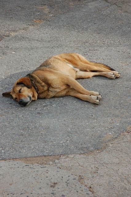 딱딱한 똥을 싸는 꿈 해몽(똥싸는꿈&amp;#44; 똥꿈해몽풀이&amp;#44; 무료해몽풀이)