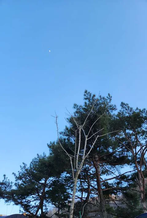 군위 솔밭야영장