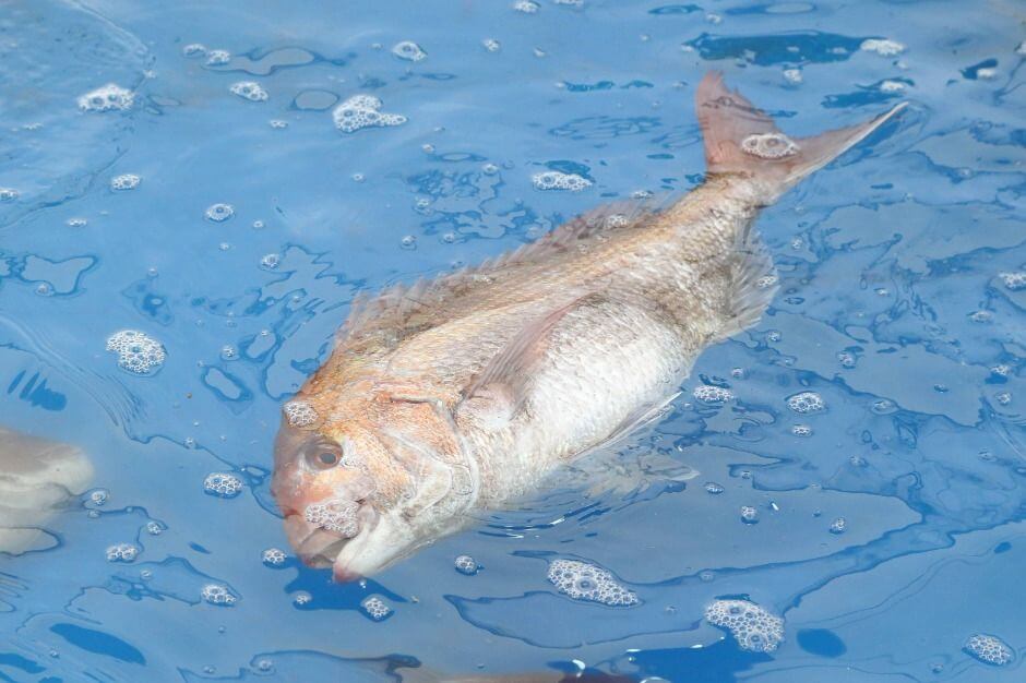 서천 자연산 광어 도미 축제