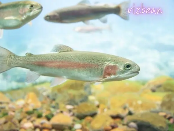 평창 송어액젓의 발견