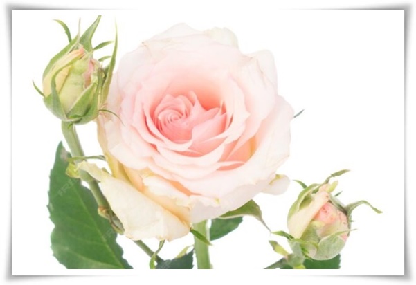 "장미" 천 년의 사랑을 품은 아름다움의 상징 매혹적인 꽃!고