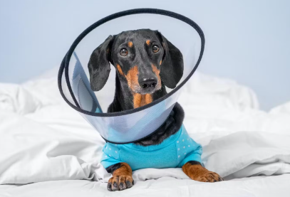 엘리자베스 컬러