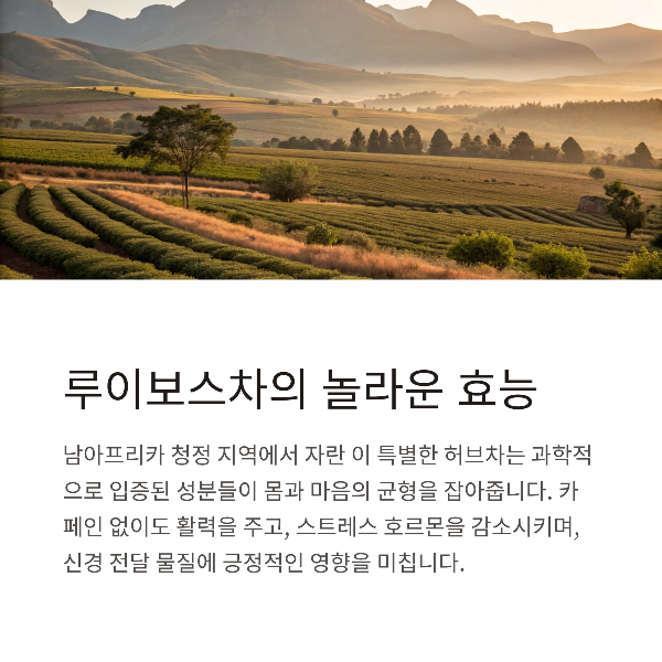 루이보스차