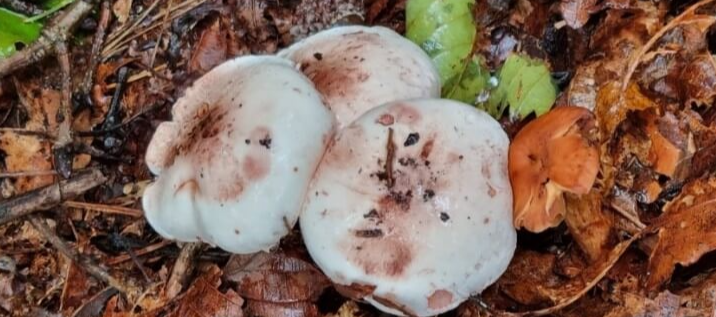 야생 식용버섯 종류 사진과 이름4