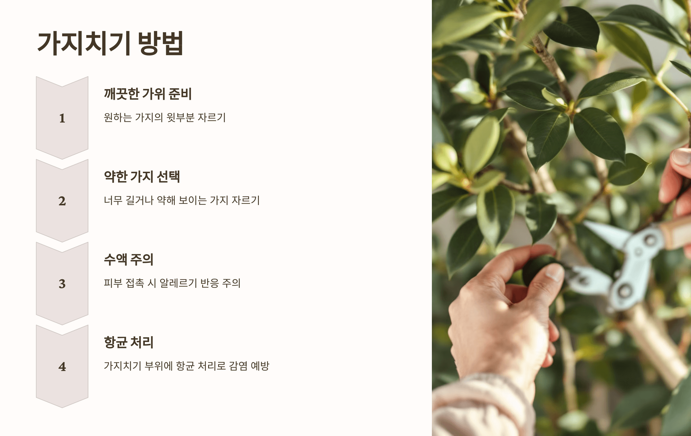 고무나무와 관련된 사진입니다.