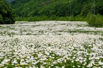 평창 가볼만한곳 베스트10 대관령 양떼목장 허브나라 드라이브_3