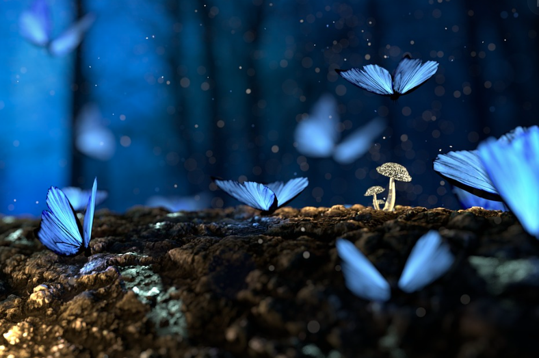 2025 함평 나비대축제