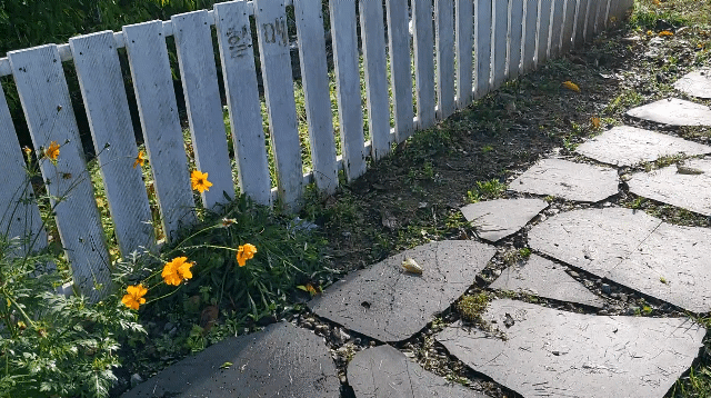 뛰어 노는 강아지 사진