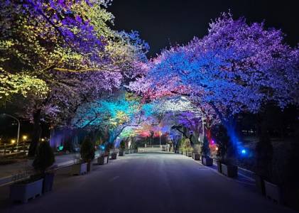 렛츠런파크 야경 벚꽃 축제