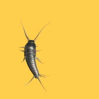 좀벌레 생기는 원인과 퇴치법 하얀벌레 제거 방법_14