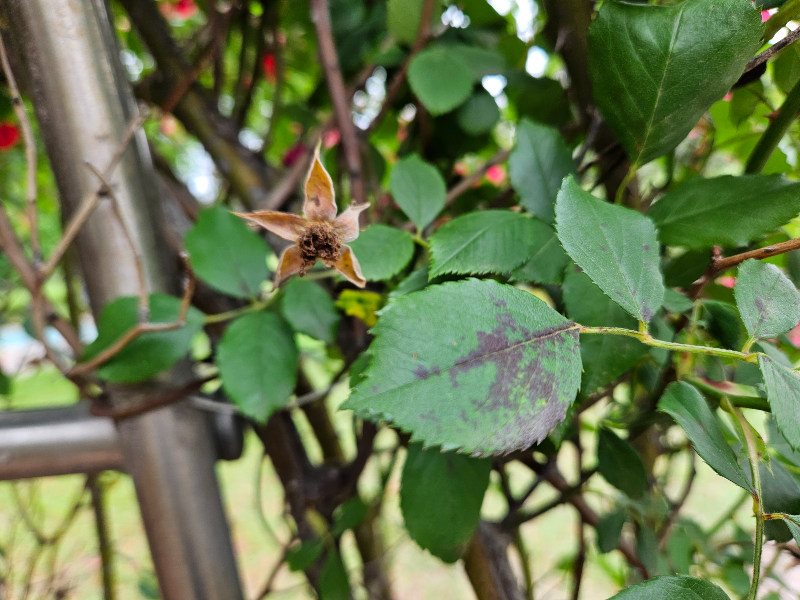 장미 검은무늬병2