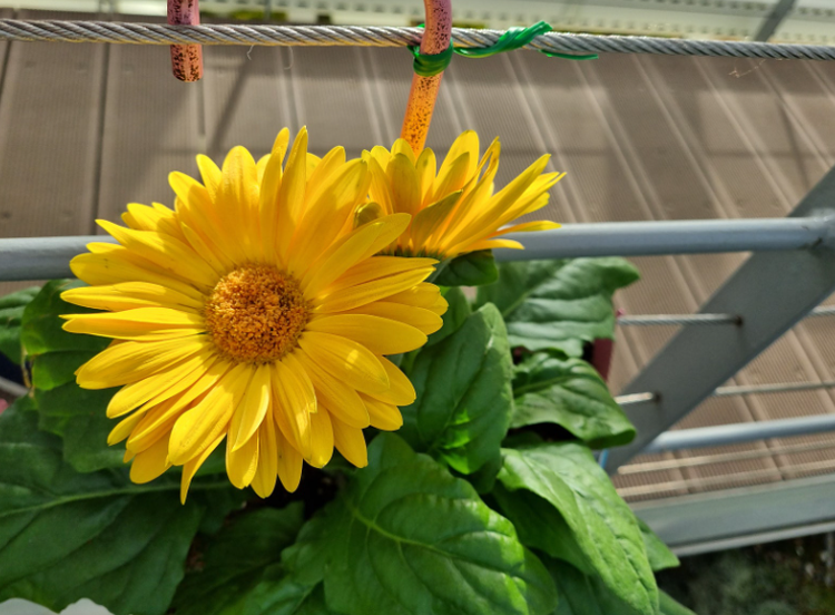 부천호수식물원 수피아