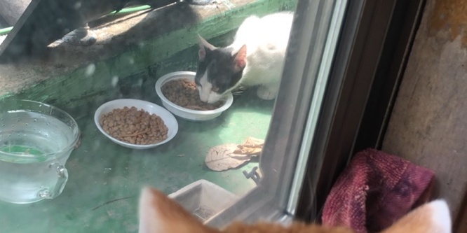 고양이가왜이럴까