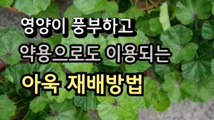 아욱 재배 텃밭 초보 직파 심기 병충해 적음_6
