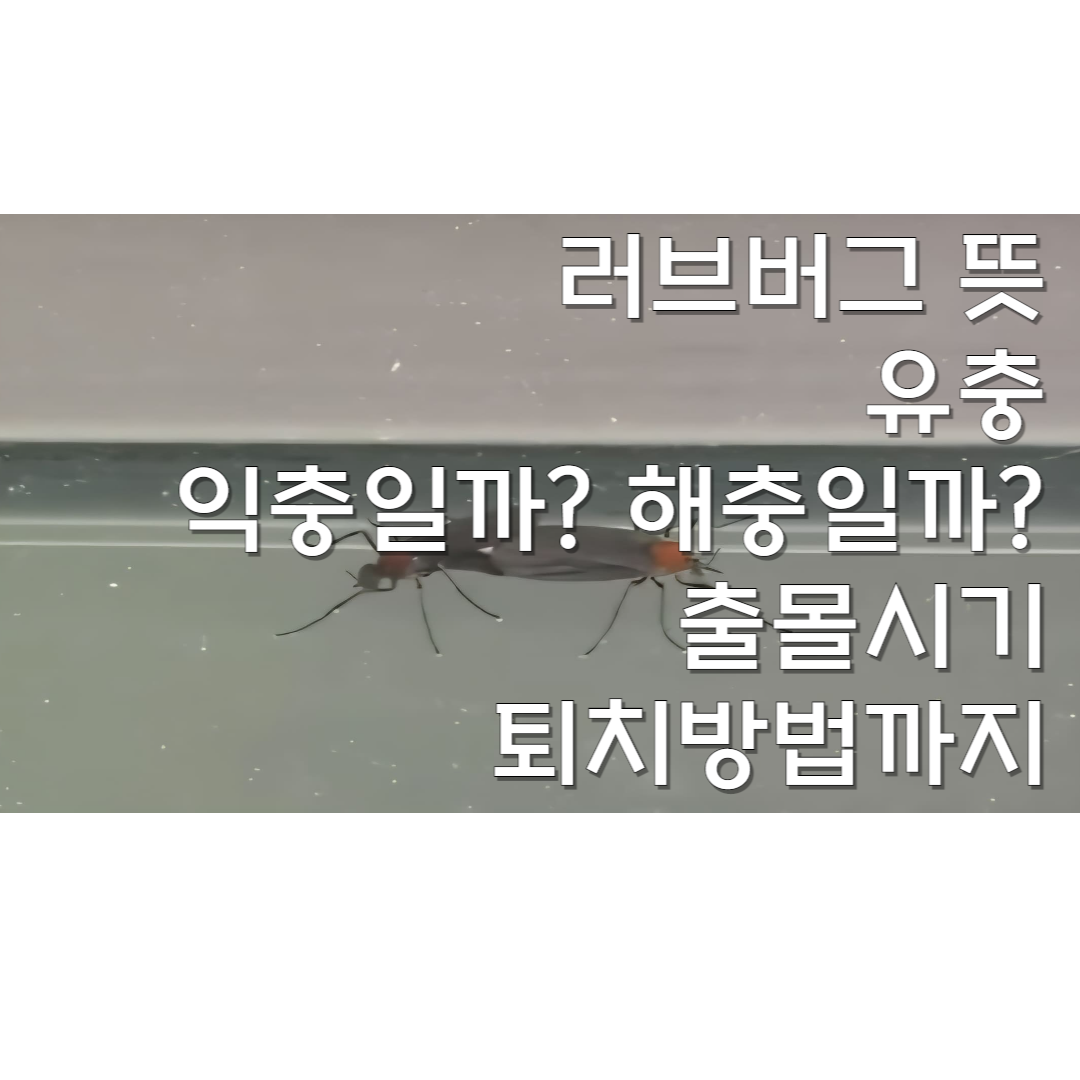 러브버그-뜻-유충-익충일까-해충일까-출몰시기-퇴치방법까지-알아봅시다-썸네일