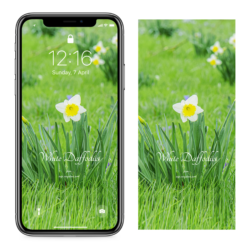 07 흰색 수선화 C - White Daffodils 아이폰봄배경화면
