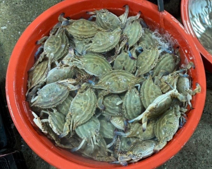 진도-활꽃게-복성식당