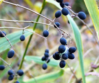 진한 향기에 취해버리는 이 꽃 산책로 옆 울타리 쥐똥나무_14