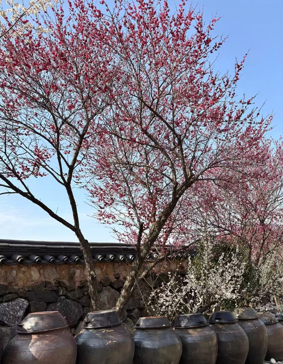 올봄 SNS 난리 난 거창 병곡마을 외 전국 벚꽃 명소 BEST 7 관련사진