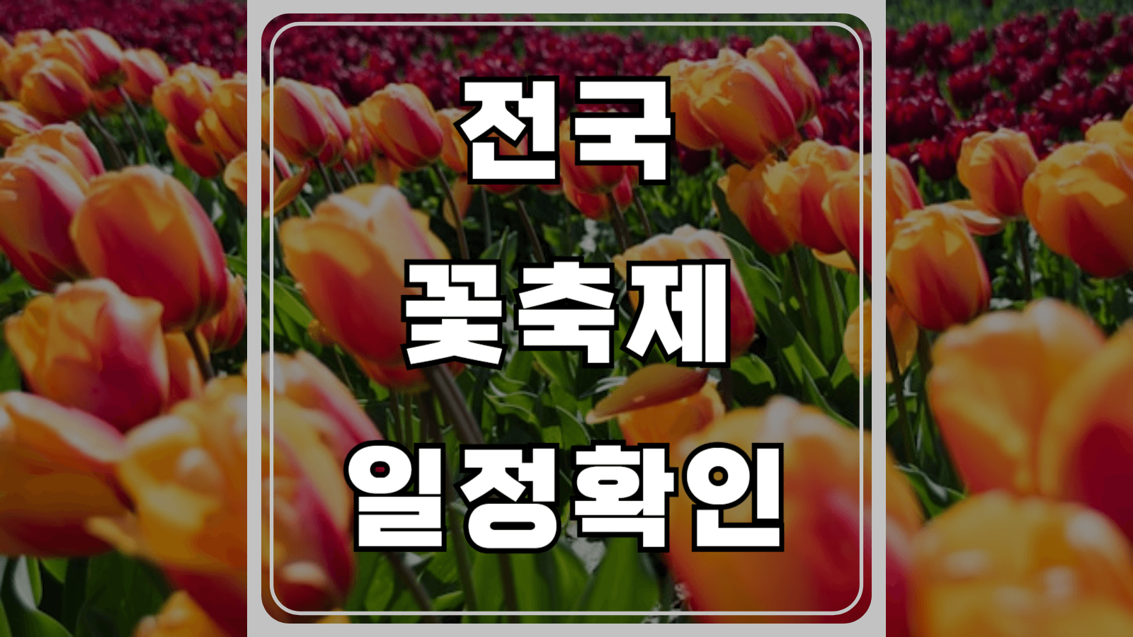 전국 꽃축제 일정확인