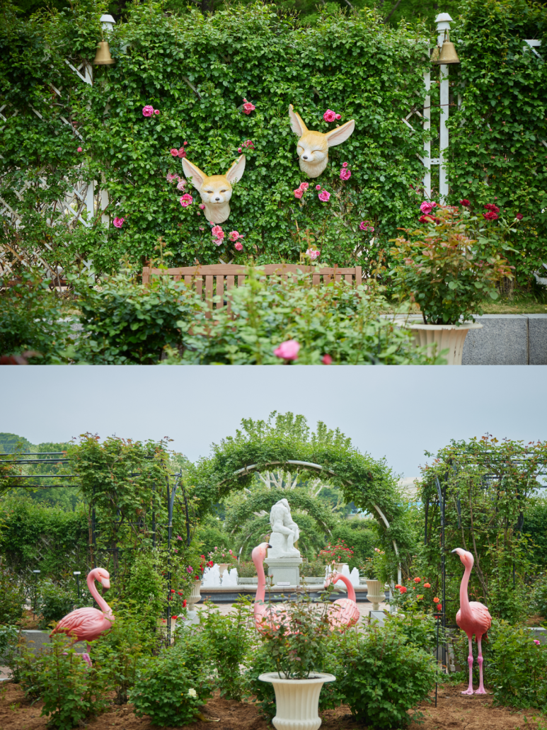 에버랜드 로로티 장미축제