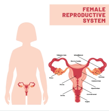 여성 생식기 사진
