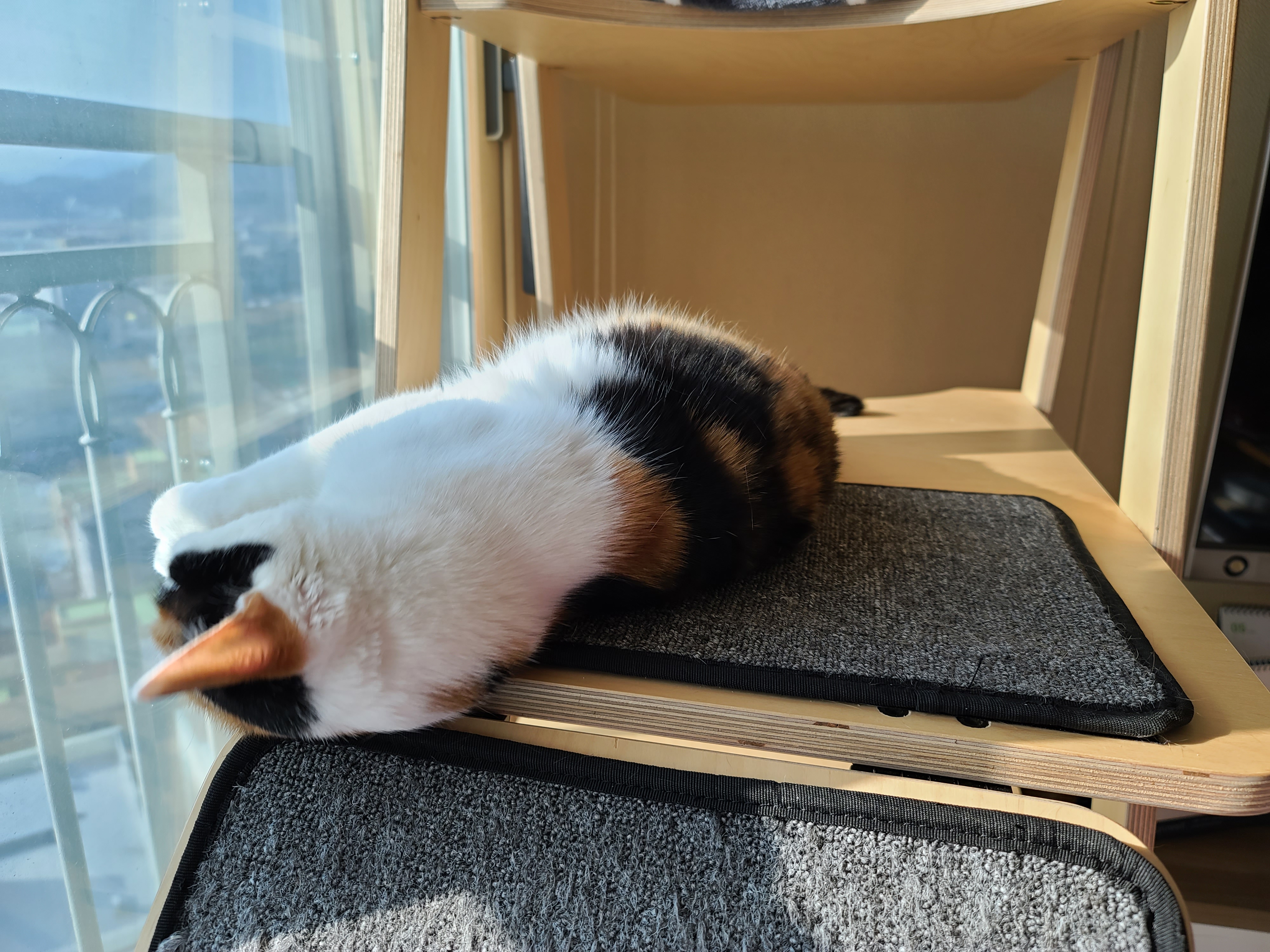 숨은고양이 찾기