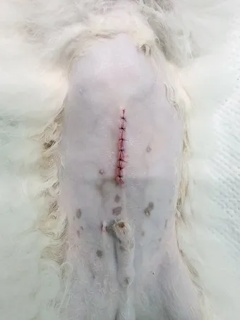 강아지 백내장 수술비용 현실 증상 예방법 보호자 가이드 정리_12