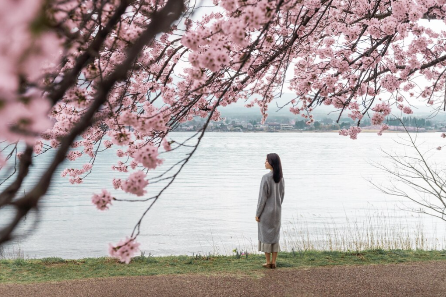 6. 횡성 호수길 벚꽃길