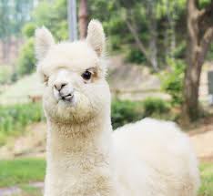 강원도 홍천 알파카월드 