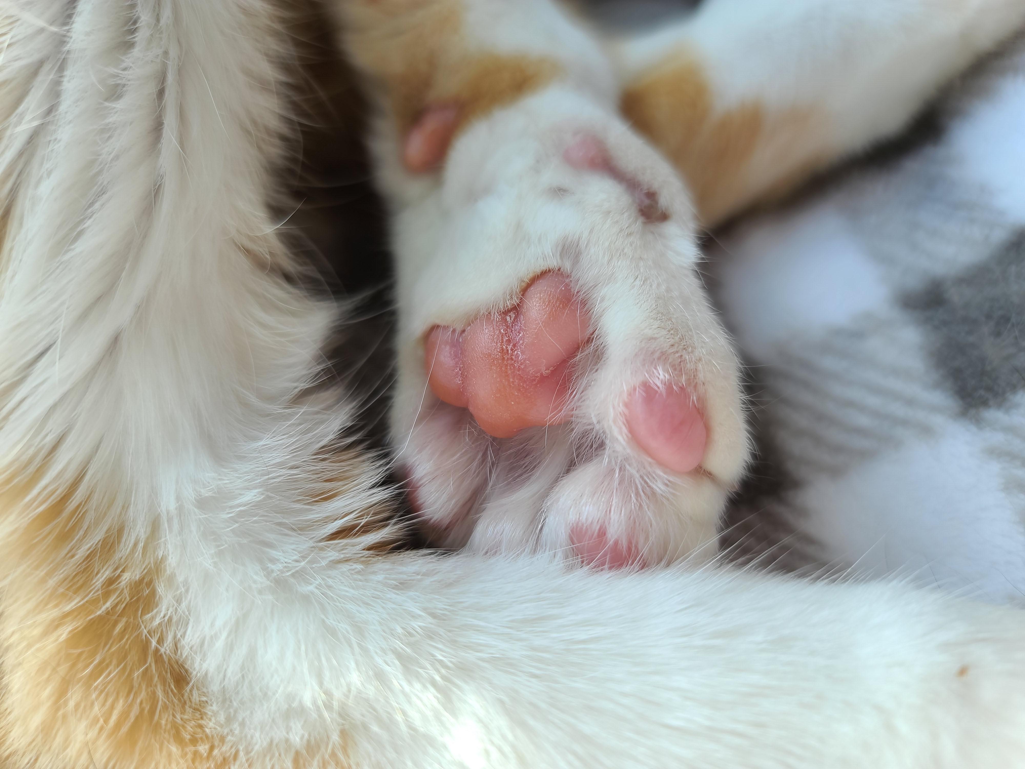 잠자는 치즈냥이 도촬