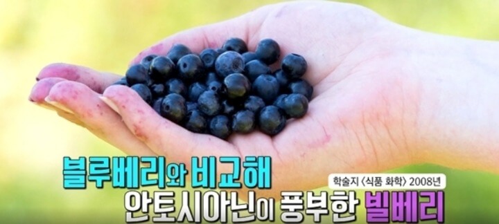 빌베리-안토시아닌