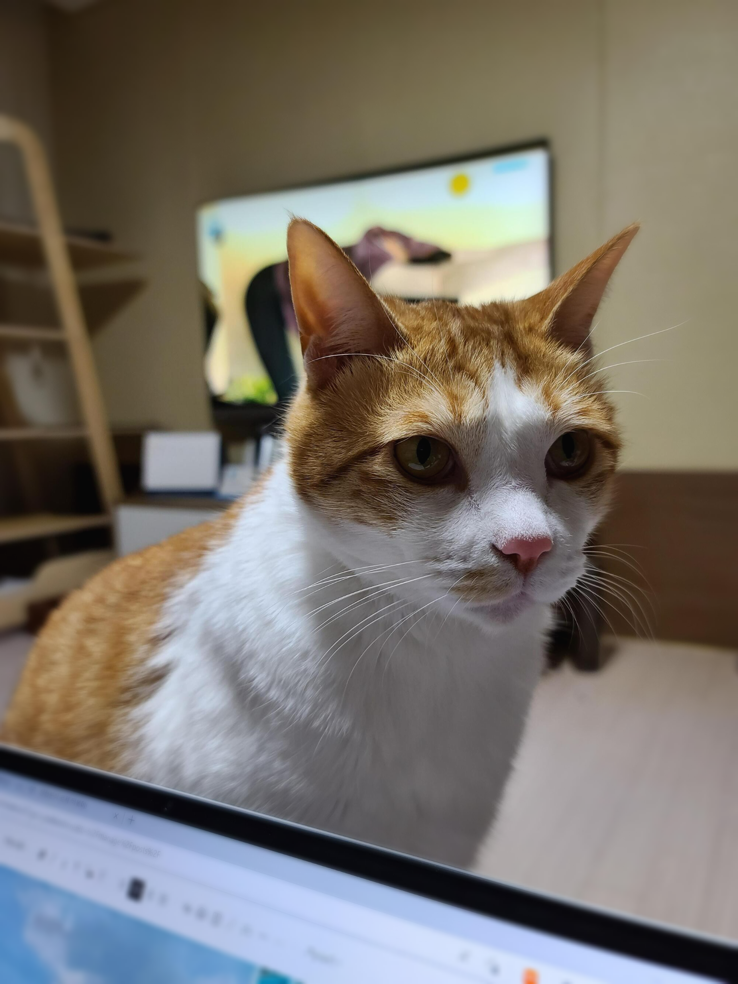 막둥이 삐용이의 요즘 근황.