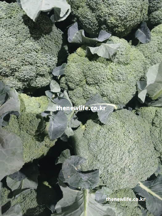 브로콜리 효능의 골다공증 예방에 기여하는 비타민 K 실사진