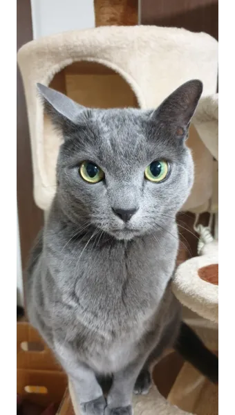 러시안블루 고양이 가격 믹스 수명 털빠짐_9